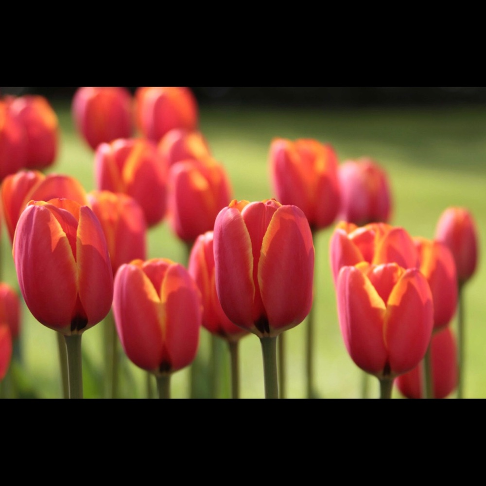 Meet your Posher, Betty